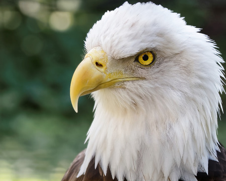 Head of a bald eagle, wild North American bird of prey, with white plumage, yellow beak and vigilant eyes, symbol of USAの写真素材