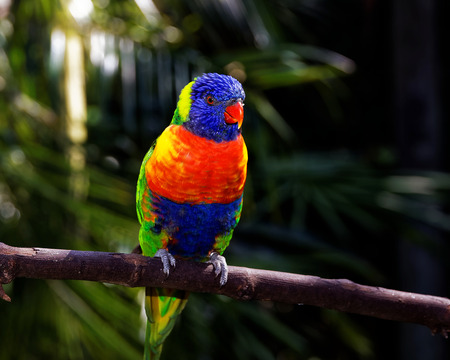 Vivid colorful tropical parrot perched on a stick, in its natural habitat with lush vegetationの写真素材