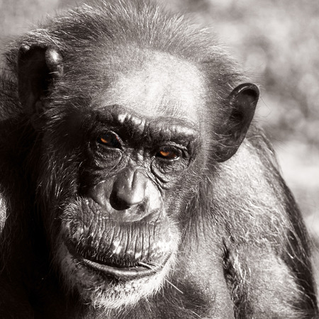 Close Up Portrait of Balding Chimpanzee Primate, Black and White Monochrome Image with Colorized Brown Eyesの写真素材