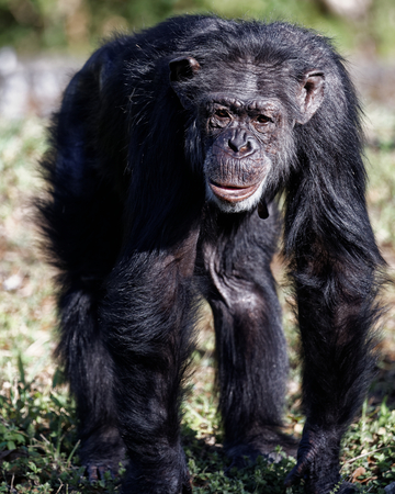Front View of Chimpanzee Walking on All Fours in Outdoor Environmentの写真素材