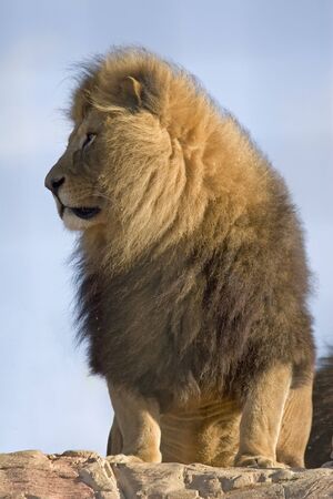 A lion standing on a rock suveying his territoryの写真素材
