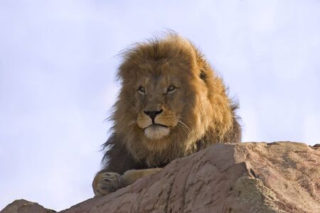 Lion laying on a rockの写真素材