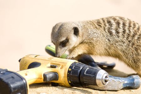 A meerkat finds tools left in enclosure by workmanの写真素材