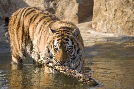 A Tiger playing with a stick in the waterの写真素材