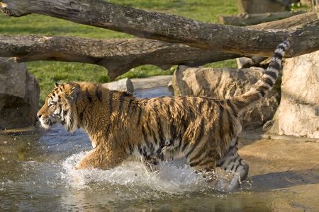 A tiger running in waterの写真素材