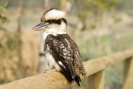 A kookaburra sitting on a perchの写真素材