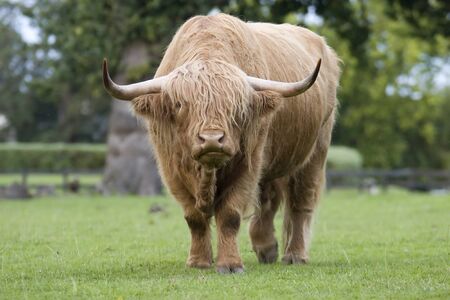 A shaggy highland cattleの写真素材