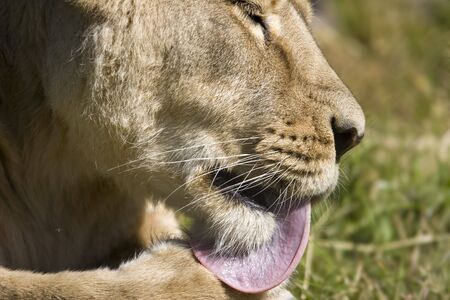 A lion licks it's pawの写真素材