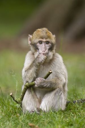 A young macaque monkey posing with a stickの写真素材