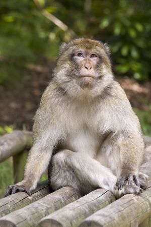 A Macaque monkey sitting on a wooden seat, he looks very cheekyの写真素材