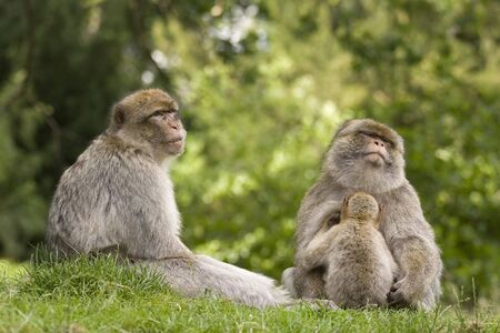 A  group of macaque monkeysの写真素材