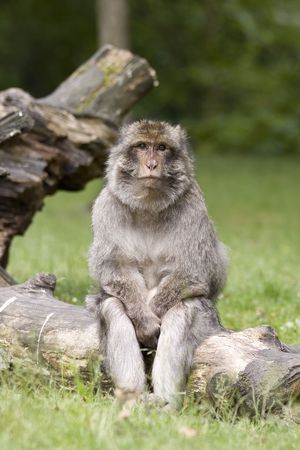 A Macaque monkey sits on a log, he looks like he is thinkingの写真素材