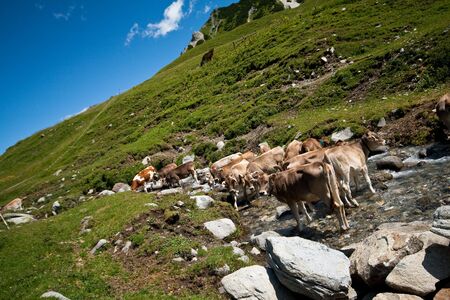 A herd of brown cowsの写真素材