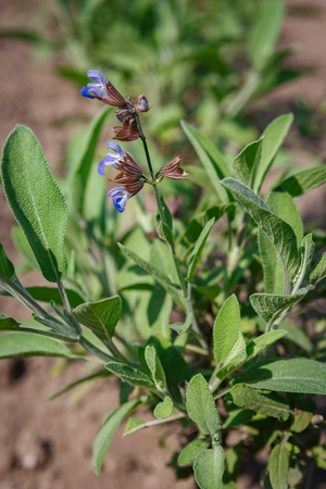 a vertical image of sage blue flowers blossomの写真素材
