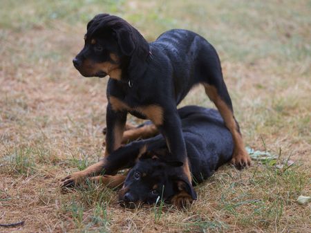 Rottweiler puppiesの写真素材