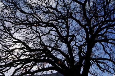 texture of the branches of an old oak tree in winter
