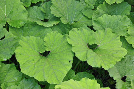 the large leaves of the butterbur