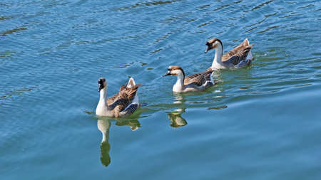 chinese geese swims in a little lake