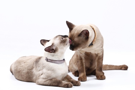 Native cat breeds of Thailandの写真素材