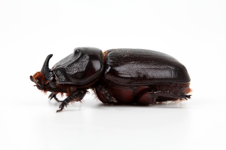 Rhinoceros beetle on a white backgroundの写真素材