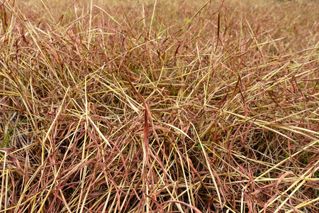 dry grass and deadの写真素材