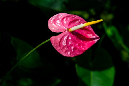 Pink anthurium flowers