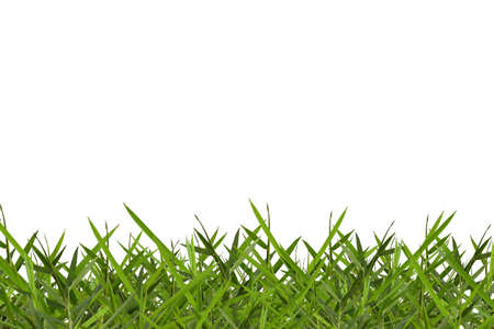  grassの写真素材