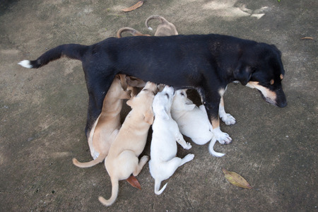 mother with her puppy - animalsの写真素材