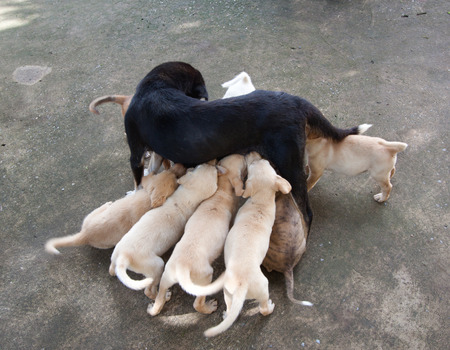 mother with her puppy - animalsの写真素材