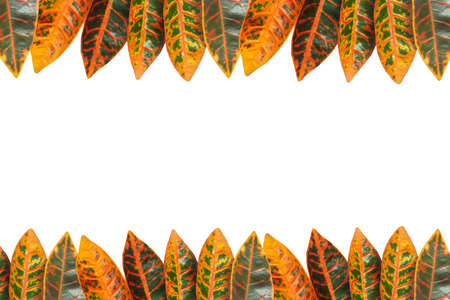 leaf frame no white の写真素材