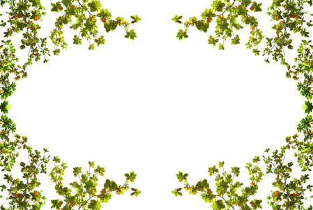 Leaf frame on white backgroundの写真素材