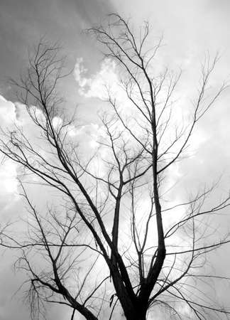 dead Treeの写真素材