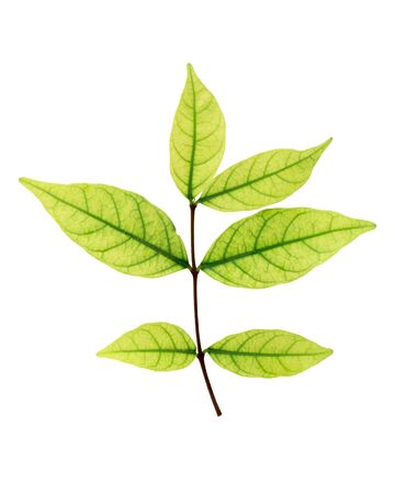 leaf isolated on whiteの写真素材