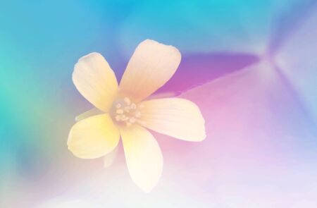 beautiful flowers made with color filtersの写真素材