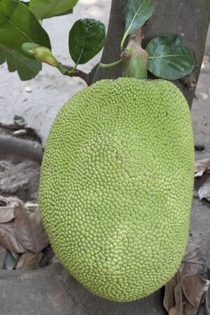 jackfruit