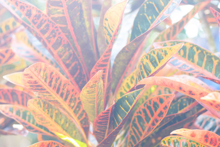 Colorful Garden croton (Codiaeum variegatum)の写真素材