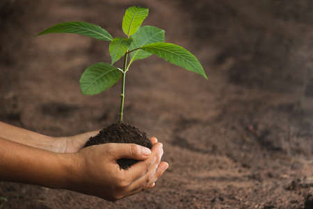 Hands holding and caring a green young plant.Mitragyna speciosa plant that is planted in a healthy...