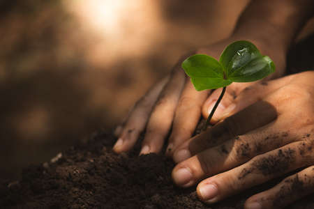 farmer planting small tree with sunlight in nature. agriculture concept.