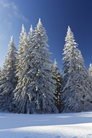 Beautiful winter landscape in a mountainの写真素材