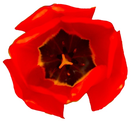 Red tulipの写真素材