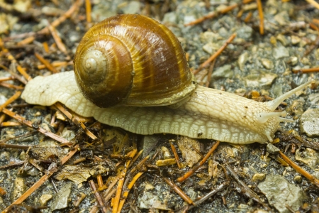 Snailの写真素材