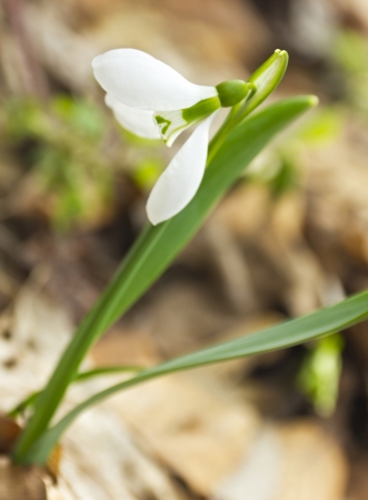 Beautiful snowdrop flower in forestの写真素材