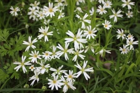 Spring flowersの写真素材