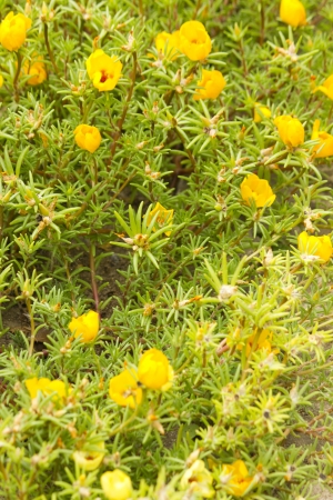Spring flowersの写真素材
