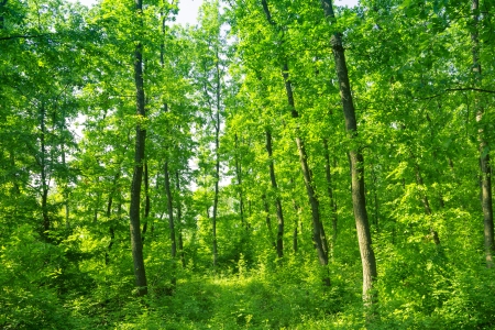 Spring forestの写真素材