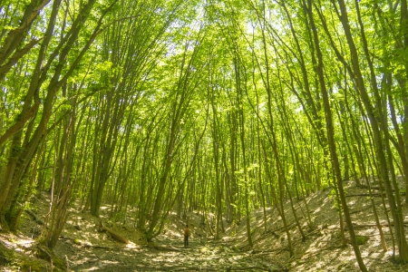 Spring forestの写真素材