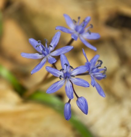 Macro photo of spring squill flower in forestの写真素材