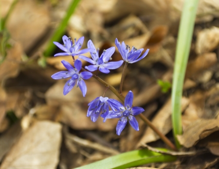 Macro photo of spring squill flower in forestの写真素材