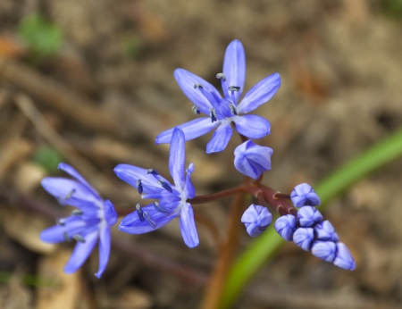 Macro photo of spring squill flower in forestの写真素材