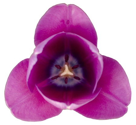 Violet tulip isolated on whiteの写真素材